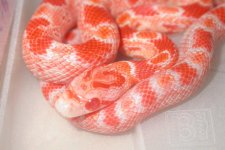 Amel Lava 015_800x480.jpg
