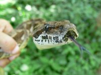 snake5.jpg