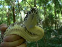 snake4.jpg