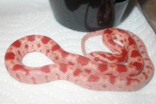 Amel Lava 09 - Copper X Kruella 001.jpg