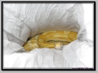 ButterMot1.jpg