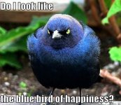 Bluebird of happyness.JPG