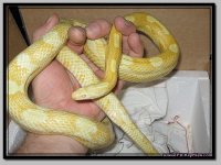 ButterMot2.jpg
