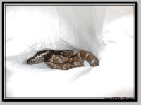 Kisatchie_girl1.jpg