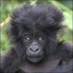 cute_long-haired_baby_gorilla.jpg