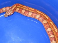 IMG_1274.JPG