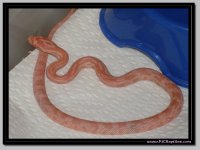 opal dashes 1.jpg
