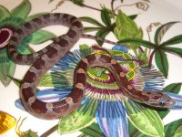 PB2010_01M 006cr.jpg