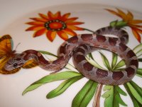 PB2010_01N 008cr.jpg