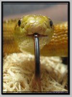 YellowRatsnake_4.jpg