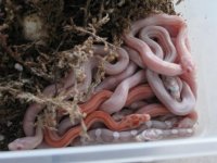 09 Hatchlings 011.jpg