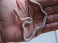 09 Hatchlings 013.jpg