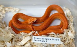 Citrus stripe sunglow 08F7may09_0196.jpg