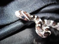 Hatchlings 100.JPG
