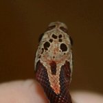 normal head.JPG