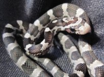 Hatchlings 137.JPG