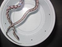 Hatchlings 092.JPG