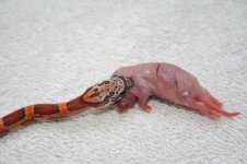 Small_1817 025.jpg