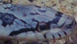 snake 009.JPG