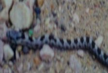 snake 008.JPG