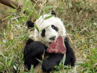 panda.jpg
