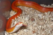 '08_0.1 Rhino Rat 003_800x480.jpg