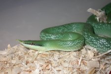 1.0 Rhino Rat 001_800x480.jpg