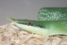 1.0 Rhino Rat 002_800x480.jpg