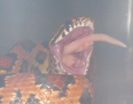 tail closeup.JPG