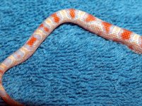 tail.1.jpg
