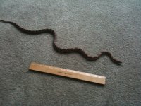 snakey2.jpg
