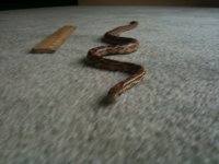 snakey3.jpg