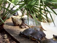 Turtle Pen (12).jpg