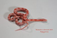 Sonnet x Blossom 08M Dec08_0517.jpg Sonnet x Blossom 08M Dec08_0517.jpg