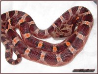 046-10M_Bloodred_1.jpg