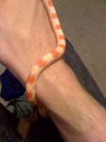 snake 3.jpg