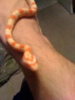 snake4.jpg