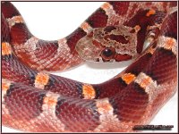 046-10M_Bloodred_2.jpg
