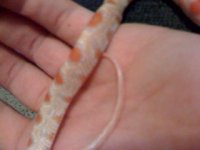 snake1.jpg