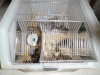 P1040033 cage1.jpg