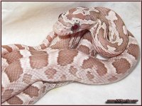 046-01M_Ghost_1.jpg