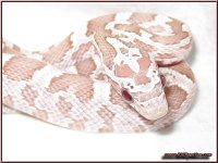 046-01M_Ghost_2.jpg