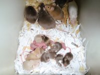 P1040040 mice.jpg