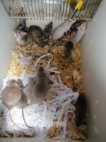 P1040034 mice1.jpg