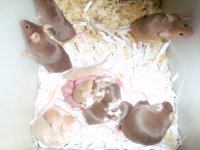 P1040039 mice2.jpg