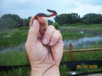 swamp snake.jpg