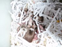 P1040038 mice3.jpg