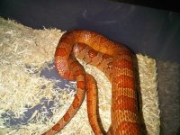 IMG00232-20100331-0224.jpg