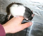 P1040058 rat1.jpg