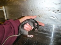 P1040060 rat2.jpg